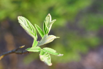 Young green leaves grow from the buds in spring, copy space