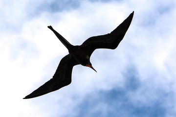 Soaring frigate bird in galapagos