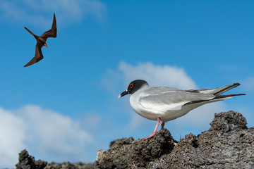 Swallow-tail Gull on rock in Galapagos with Frigate bird soaring above.