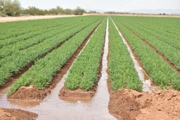 Arizona's irrigated carrot crop