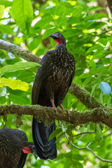     Crested Guan, Penelope purpurascens, tropical bird perched on a tree in Costa Rica 