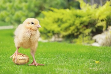 Cute little chicken with gold egg isolated on white background