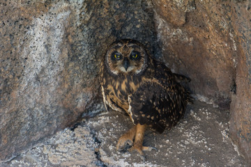 Galapagos owl