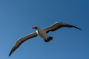 Soaring Nasca Boobie in ghe sky over Galapagos.