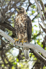 Yellow talon Hawk in Galapagos