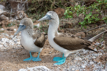 Blue footed boobies, Galapagos