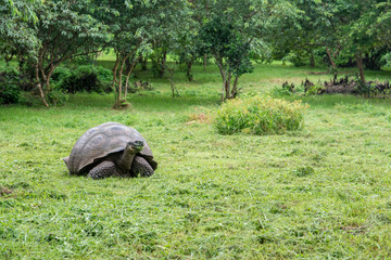 Naklejka premium Giant turle of the Galapagos.