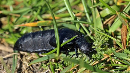 Weiblicher Schwarzblauer Ölkäfer (Meloe proscarabaeus)