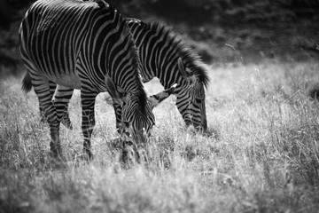 Fototapeta na wymiar grazing zebras
