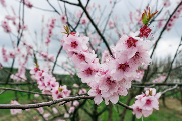 peach fruit tree branches during flowering with flowers