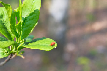 Dangerous parasite and infection carrier mite is sitting on green leaf. Danger of tick bite.