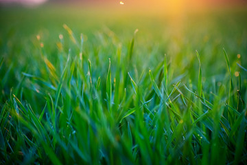 green grass with water drops