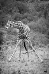 giraffe with its bone