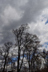 trees in spring in a city park against a cloudy sky