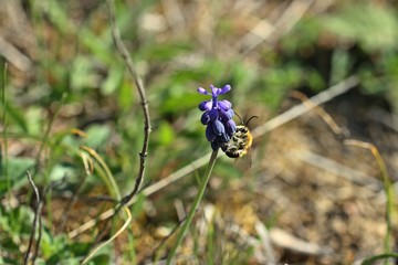 Männliche Frühe Langhornbiene (Eucera nigrescens) an Traubenhyazinthe (Muscari neglectum)