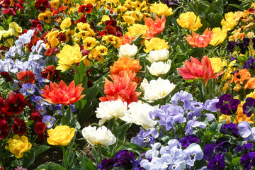 Fototapeta na wymiar Blumenbeet mit bunten Tulpen, Tulipa