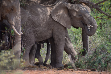 Fototapeta premium Elephants taking shade