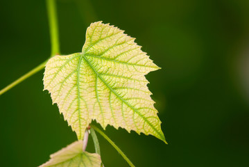 Grape Leaf with Pink Blush