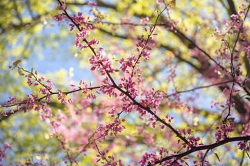 Pink flowering redbud tree in the spring
