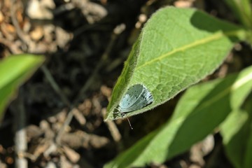  Faulbaum-Bläuling (Celastrina argiolus)