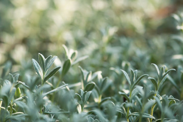 Snow-In-Summer Leaves