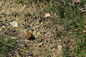 Großer Fuchs (Nymphalis polychloros)