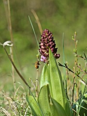 Aufblühendes Purpur-Knabenkraut (Orchis purpurea) mit Großem Wollschweber (Bombylius major)