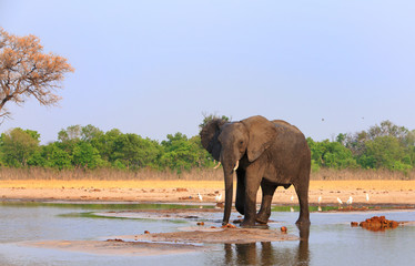 Naklejka na ściany i meble African Elephant standing in a waterhole with a natural bushveld and pale blue sky in Hwange National Park, Zimbabwe