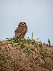 coruja