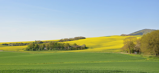 Beautiful spring panoramic landscape. Yellow rapeseed fields and green fields of young wheat, blue sky. Wavy country road. The hills.