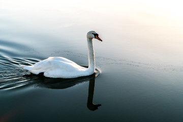 white swan on a lake - obrazy, fototapety, plakaty