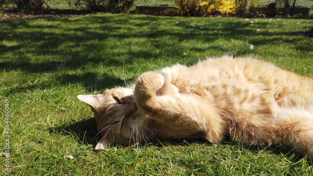 Poster orange / red cat rolling in the grass on a sunny day enyoing itself. it rolls from side to side and 