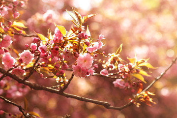 Soft focus Cherry Blossom or Sakura flower on nature background. Sakura flower