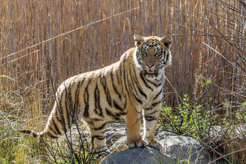 Tiger cub in the Tiger Canyons Game Reserve in South Africa