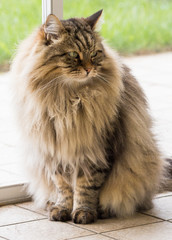 Long haired cat of siberian breed outdoor in relax