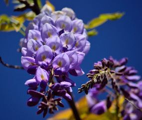 Splendid cluster with beautiful flowers in foreground and blue sky background, Wisteria 