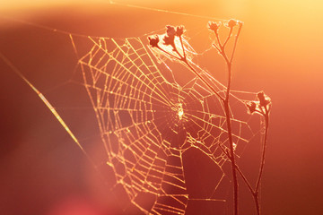 Plants covered by spider web in the morning