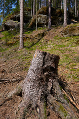 Forest cut down. Ruined forest in national park after storm