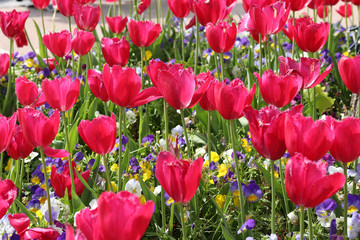 Tulipani in fiore rossi