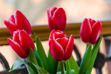 Still life with tulips on the 8 of March