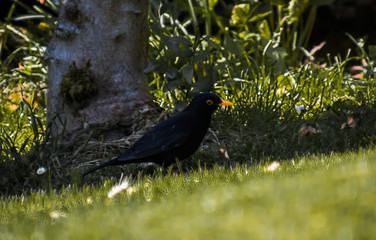 Amsel Amselhahn Amselmännchen