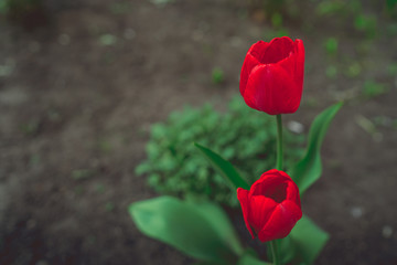 two red tulips growing in the garden