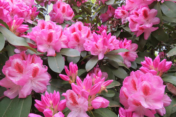 pink rhododendron