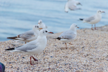 Seagul birds on the sea in the summer season