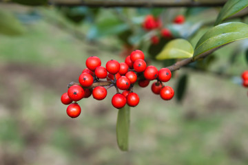 Detail of holly red berries