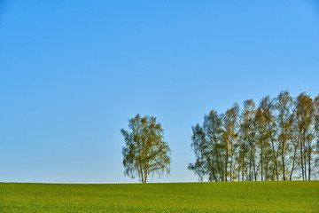 Fototapeta na wymiar Birch trees on green field with blue sky background 