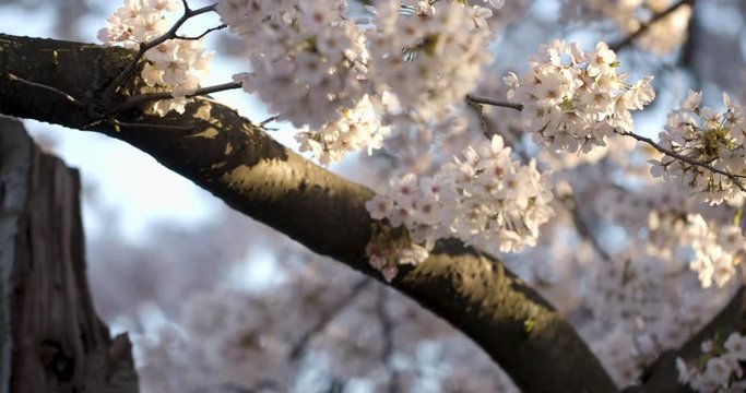Yoshino Cherry Blossoms in Washington DC at the Tidal Basin Branch Closeup Pan