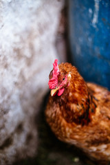 Chickens on the farm. Toned, style, color photo.