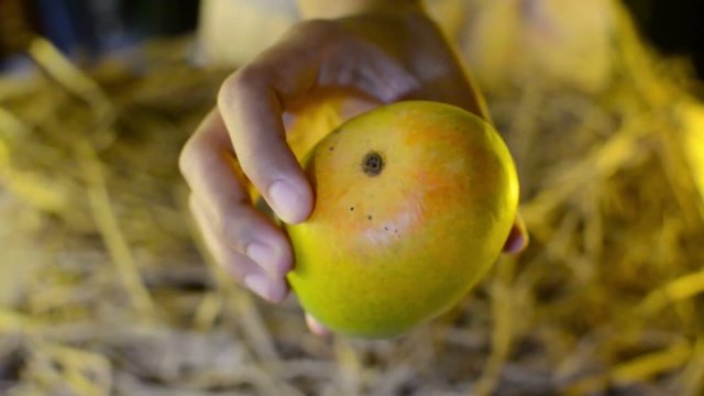 Closeup of a person taking a mango and showing in front of camera