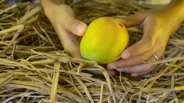 Closeup of a person pulling out a fresh ripe mango from a hay stack to check the quality